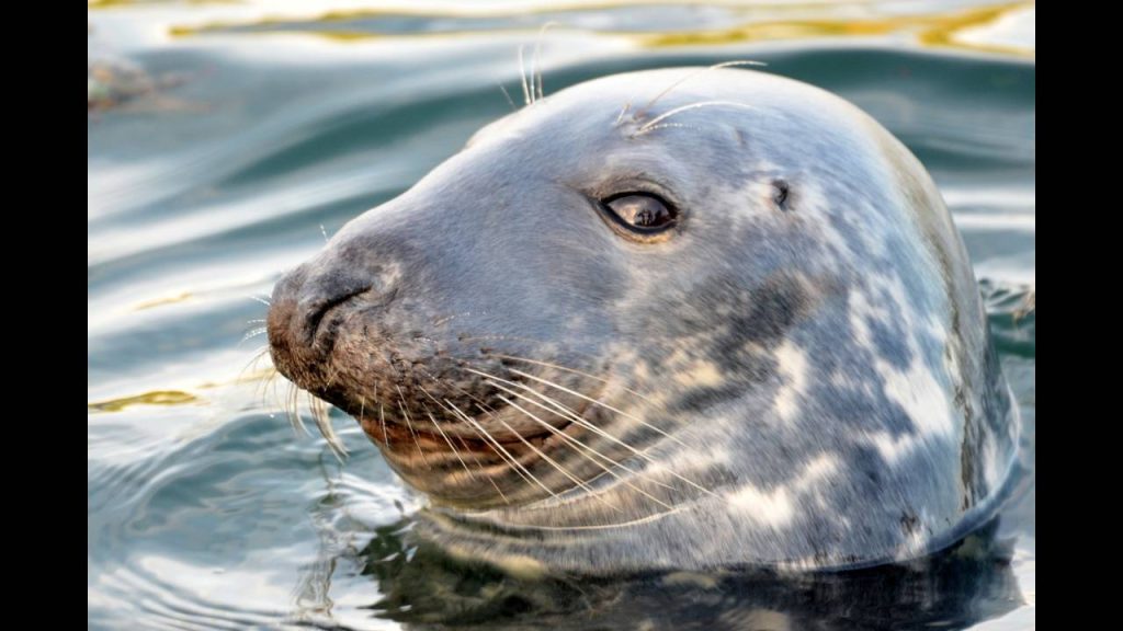 Φώκια έμαθε να τραγουδά τη μελωδία του «Star Wars» και έγινε viral (βίντεο)