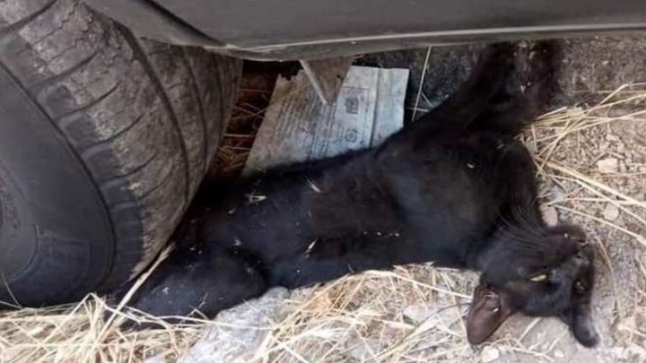 Κτηνωδία στην Πάτρα: Ασυνείδητος οδηγός πάρκαρε πάνω σε έναν γάτο – Το μαρτύριο των εννέα ωρών και η τραγική κατάληξη