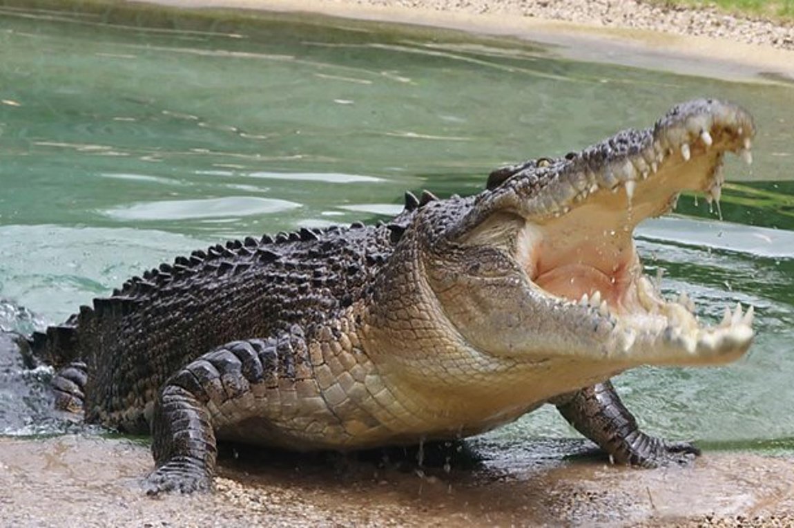 «Κροκόδειλος»: Το νέο παράνομο ναρκωτικό που τρώει τη σάρκα των χρηστών του (φωτο)