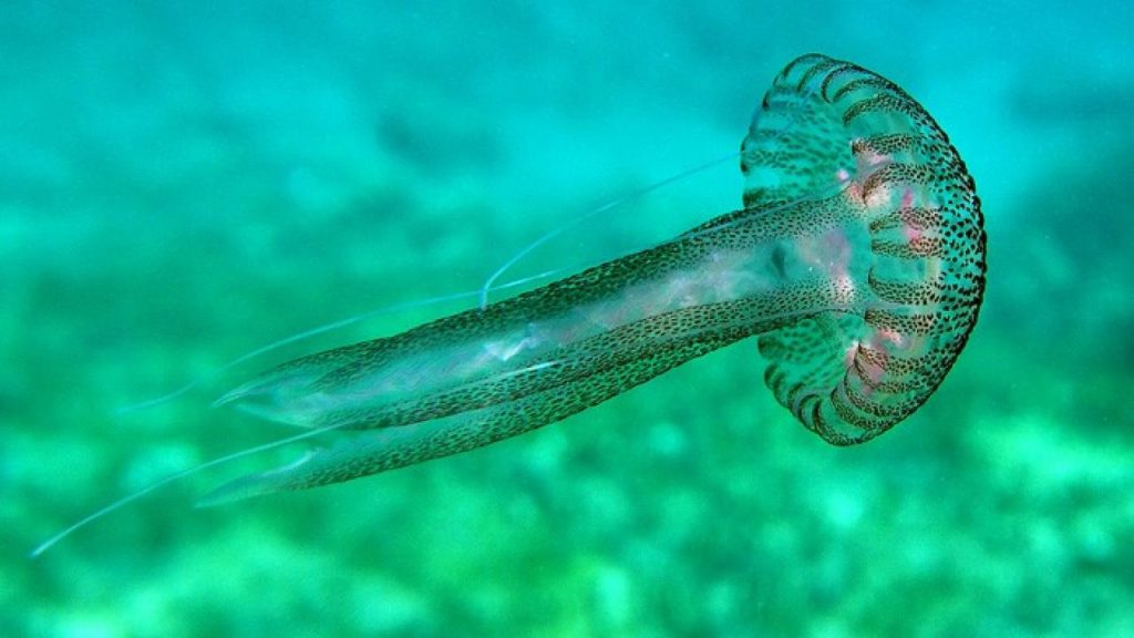 Γιατί δεν πρέπει να αφήνετε μέδουσες στην παράλια;