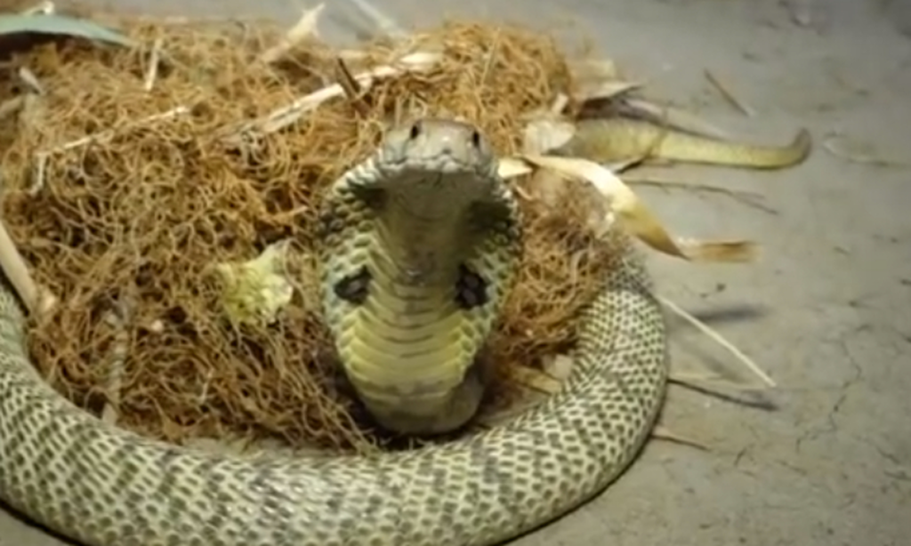 Θαρραλέος Ινδός προσφέρει νερό σε βασιλική κόμπρα σαν να είναι μωρό (βίντεο)