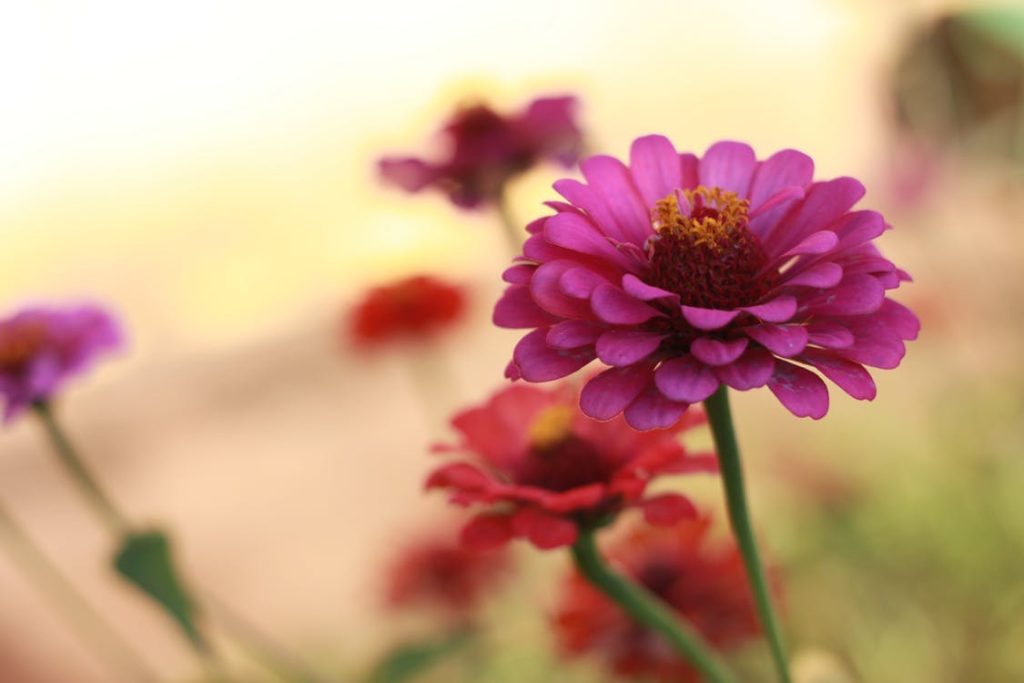 Αν εξαφανιστεί αυτό το έντομο η ανθρωπότητα θα αφανιστεί σε 4 χρόνια (φωτο)