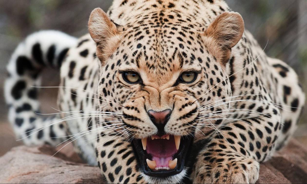 Αυτό είναι ίσως το μοναδικό ζώο που μπορεί να τρομοκρατήσει μια λεοπάρδαλη (βίντεο)
