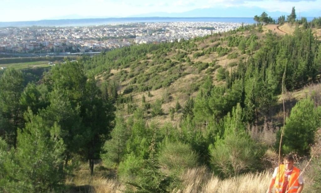 Σέιχ Σου: Ξορκίζουν το φλοιοφάγο έντομο με… αγιασμό