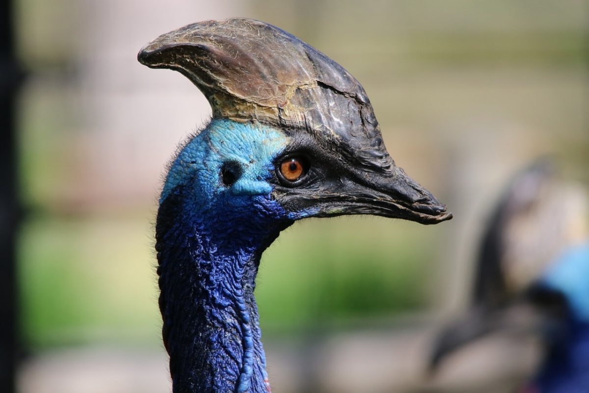 Επιστήμονες ανακάλυψαν τεράστια προϊστορικά πουλιά στην Κριμαία – Είναι τρεις φορές πιο μεγάλα από τη στρουθοκάμηλο