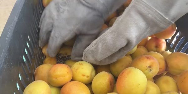 Θεσσαλονίκη: Οχιά βρέθηκε μέσα σε τελάρο με βερίκοκα (βίντεο)