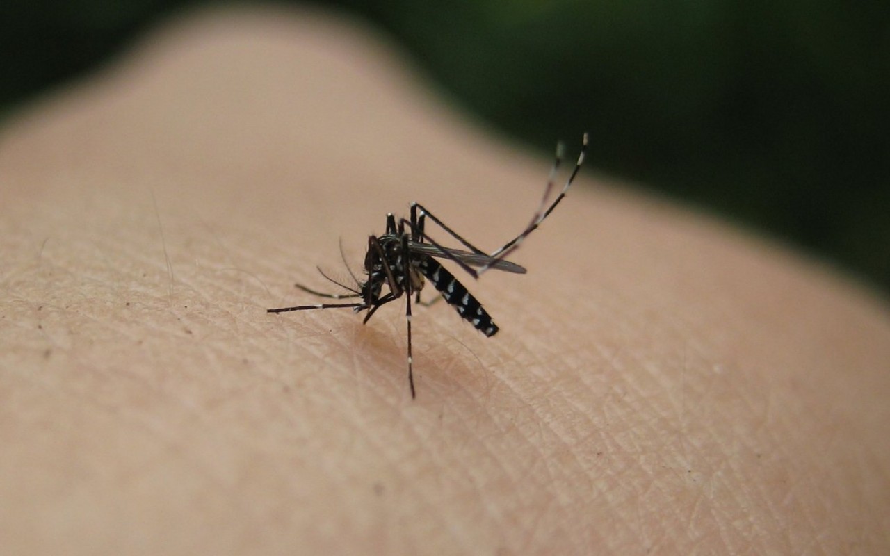 Τι κάνει ορισμένους ανθρώπους πιο… θελκτικούς στα κουνούπια;