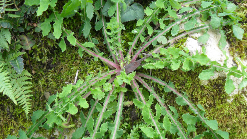 Αυτά είναι τα άγρια χόρτα που έχουν ευεργετικές ιδιότητες και βρίσκονται στην Ελλάδα (βίντεο)