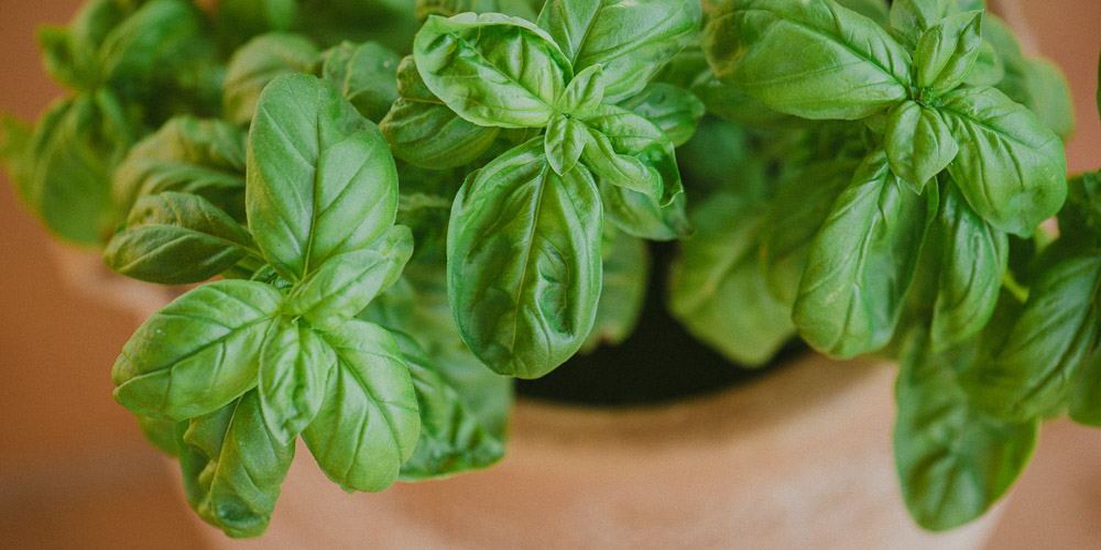 Bασιλικός: Το πιο δυνατό αντιοξειδωτικό – Καθαρίζει τις αρτηρίες από την κακή χοληστερόλη
