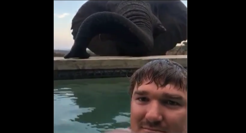 Άνθρωπος και ελέφαντας «αράζουν» στην ίδια πισίνα (φωτο)