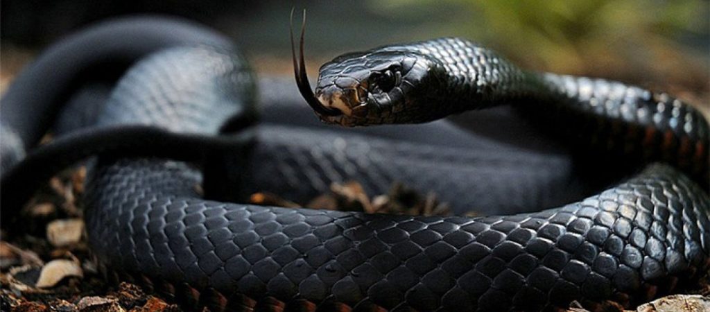 Η κυβέρνηση της Ρωσίας κατάρτισε κατάλογο με ζώα που απαγορεύεται να έχουν στα σπίτια τους οι πολίτες