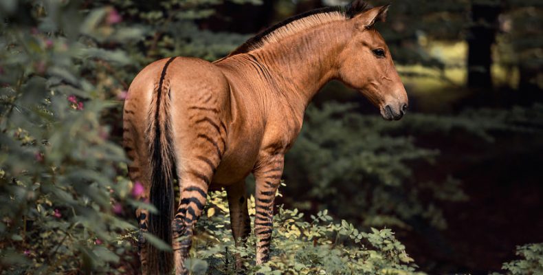 Μισή ζέβρα μισό άλογο… ένα πανέμορφο υβρίδιο ζώου (φωτο)