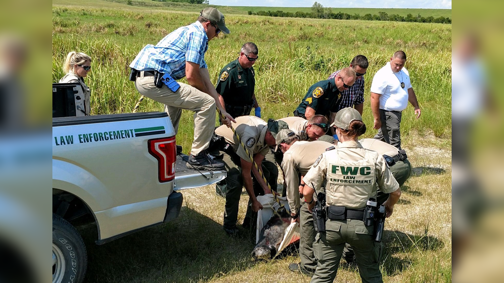 Φλόριντα: Βρήκαν ανθρώπινα μέλη στο στομάχι αλιγάτορα – Τι φοβούνται (βίντεο)