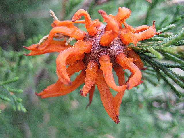 Εντυπωσιακό: Μύκητας μετατρέπει τους καρπούς σε μορφώματα (φωτο)