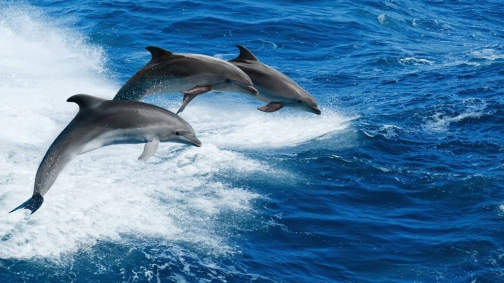 Θεολόγος Φθιώτιδας: Δελφίνια μάγεψαν τους λουόμενους (βίντεο)