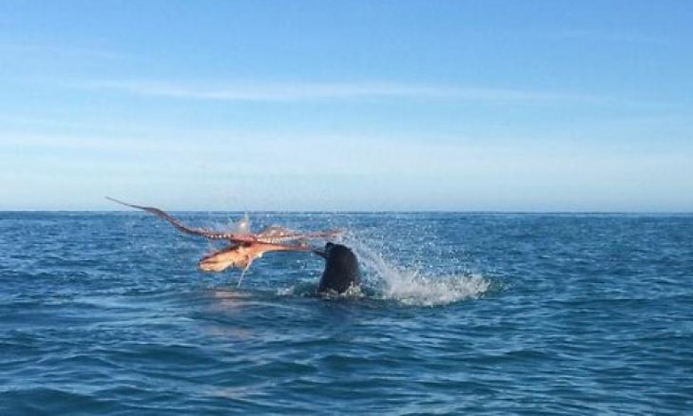 «Επική» μάχη επιβίωσης – Τεράστιο χταπόδι εναντίον φώκιας (βίντεο)