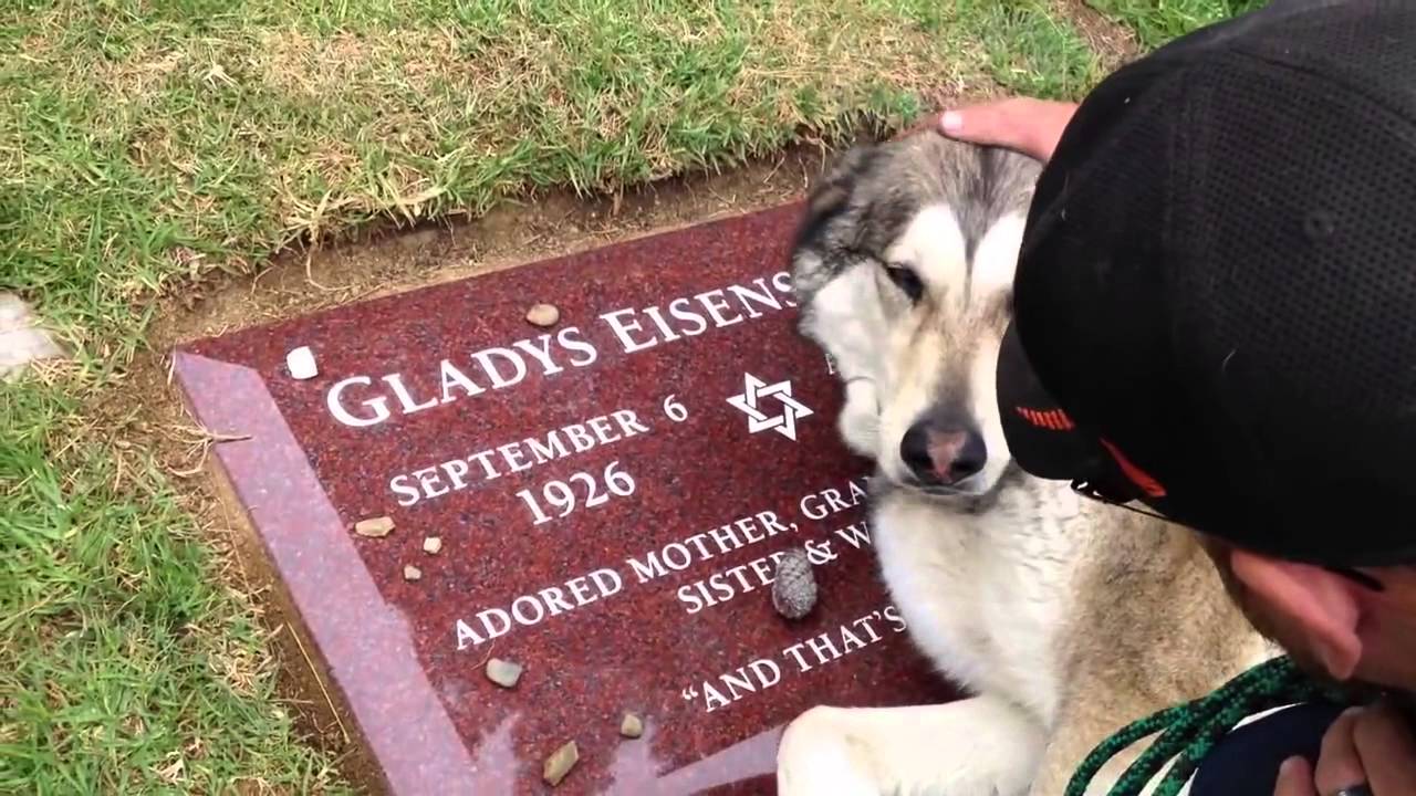 Σκυλάκι κλαίει στον τάφο του «αφεντικού» του – Οι εικόνες συγκλονίζουν (βίντεο)