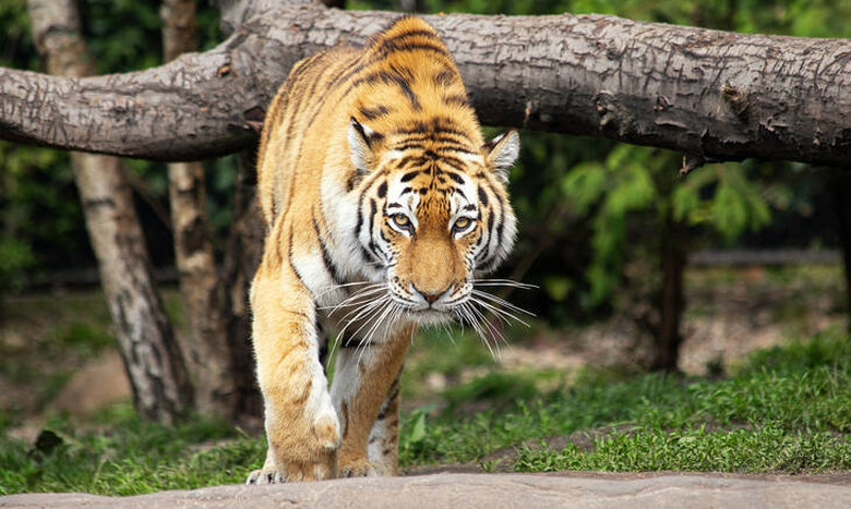 Τίγρης κυνηγά μηχανή – Σώθηκαν από του χάρου τα δόντια (βίντεο)