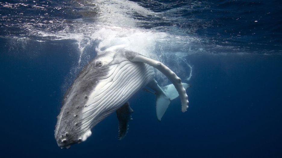 Ιαπωνία: Ξεκινά και πάλι μετά από 30 χρόνια το κυνήγι φάλαινας