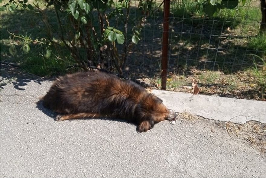 Μαζική δολοφονία αδέσποτων καταγγέλλει φιλοζωική στη Φθιώτιδα – Σκληρές φωτό