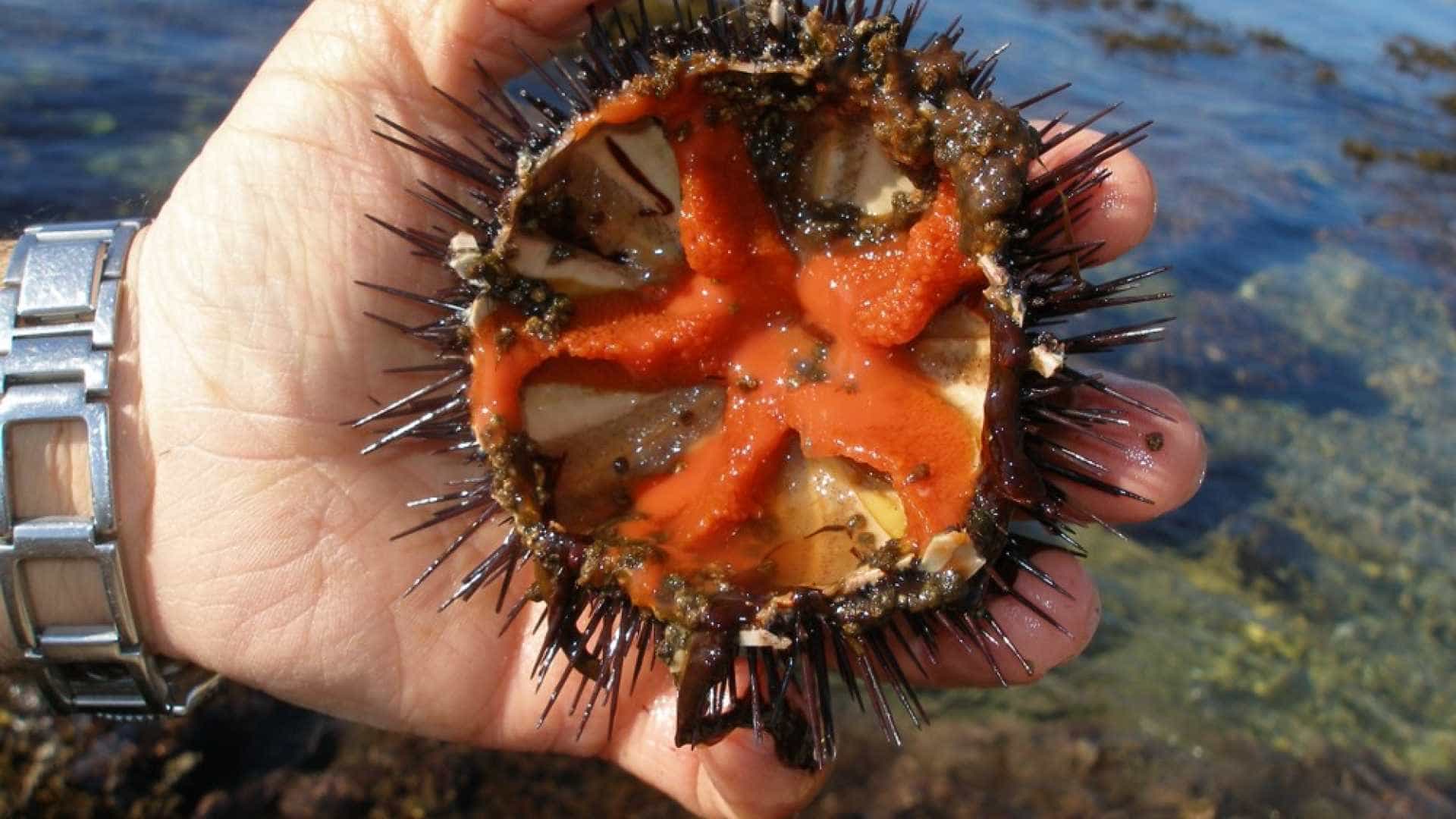 Bαριά «καμπάνα» αν βγάζετε αχινούς στην παραλία!