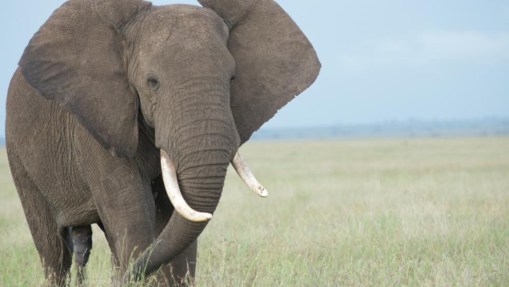 Αυτό είναι το φρούτο που μεθάει τα ζώα στην Αφρική! (βίντεο)