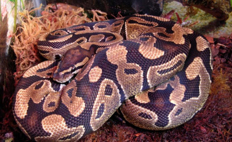 Αγνοείται πύθωνας 3 μέτρων στο Κέιμπριτζ – «Κινδυνεύουν μόνο τα μικρά ζώα» λένε οι αρχές» (φώτο)