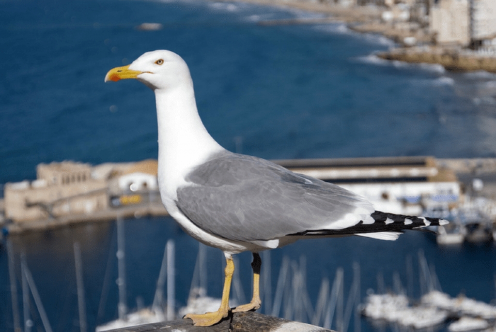 Μόλις δείτε αυτό θα χάσετε πάσα ιδέα για τους γλάρους! Καταπίνει ολόκληρο… λαγό