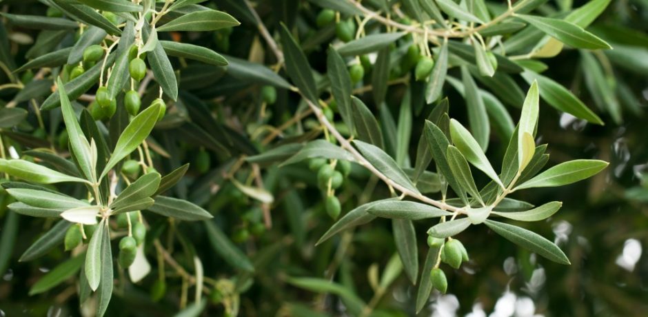 Η ελληνική υπερτροφή που ρίχνει την πίεση και νικά τον διαβήτη