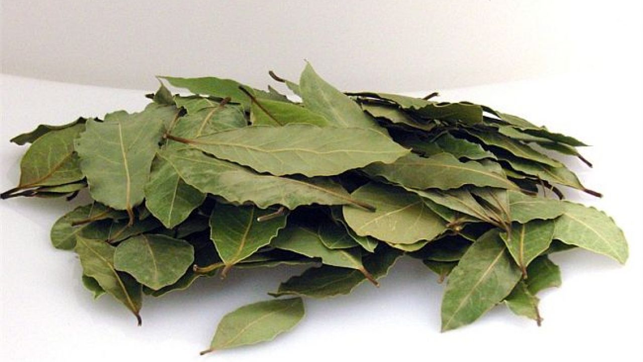 Ο λόγος για να έχετε φύλλα δάφνης στο σπίτι σας!