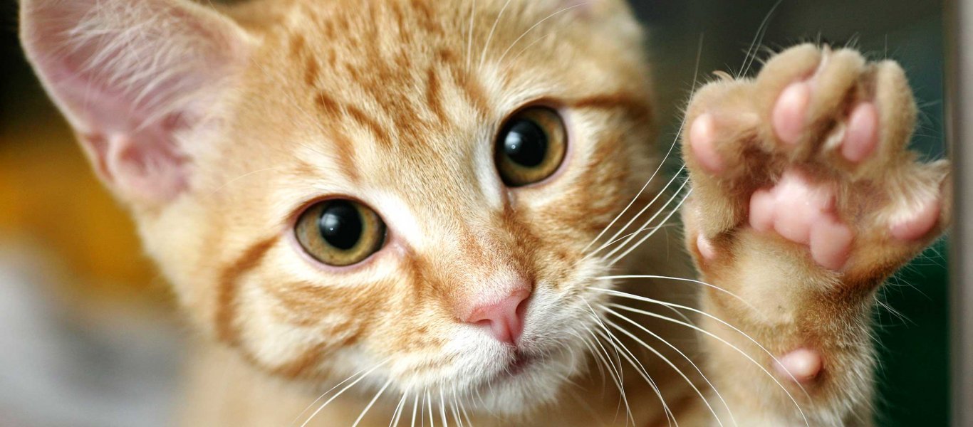 Οι 30 ιδιαιτερότητες μιας γάτας – Το ξέρετε ότι διαθέτει «GPS»;