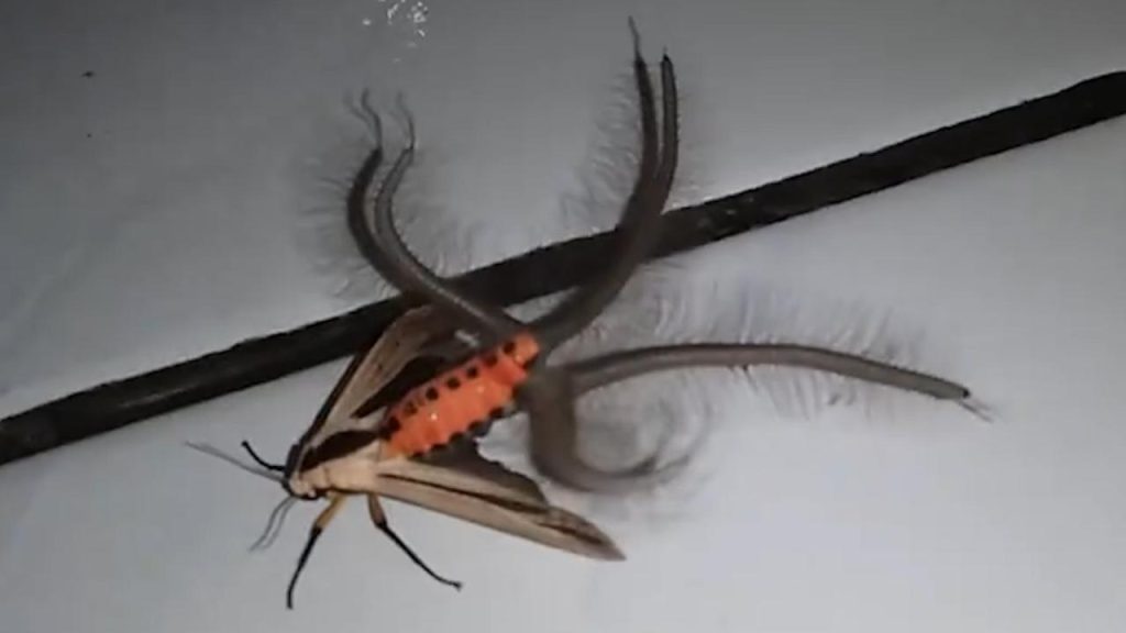 Βίντεο: Το απόκοσμο πλάσμα που βρέθηκε στο Μπαλί – Αναυδοι οι κάτοικοι