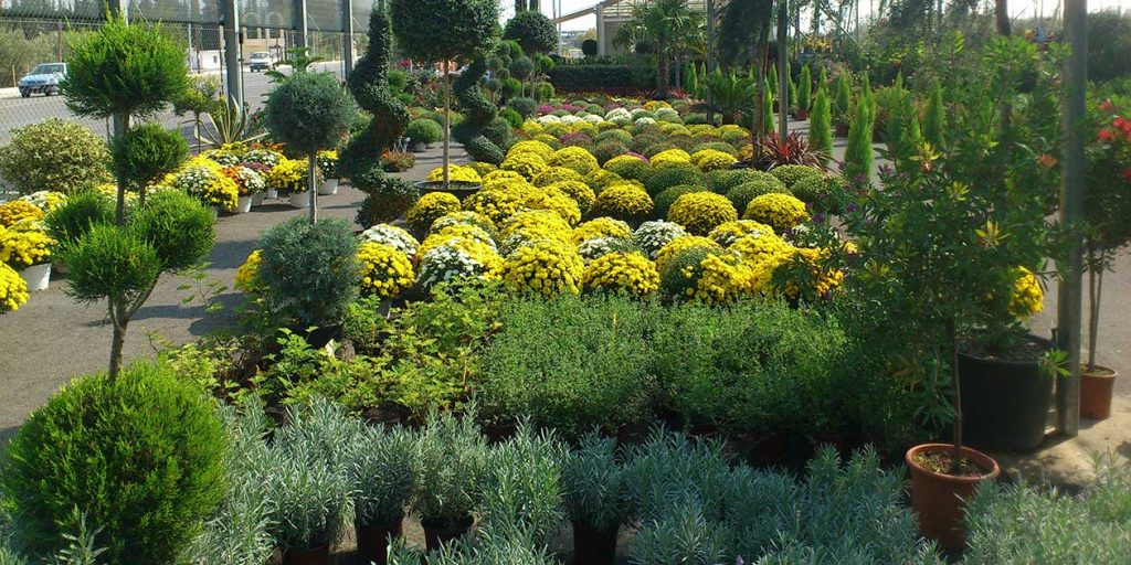 Έξι φυτά που λειτουργούν ως εντομοαπωθητικά – Διώχνουν κουνούπια, μύγες, μυρμήγκια