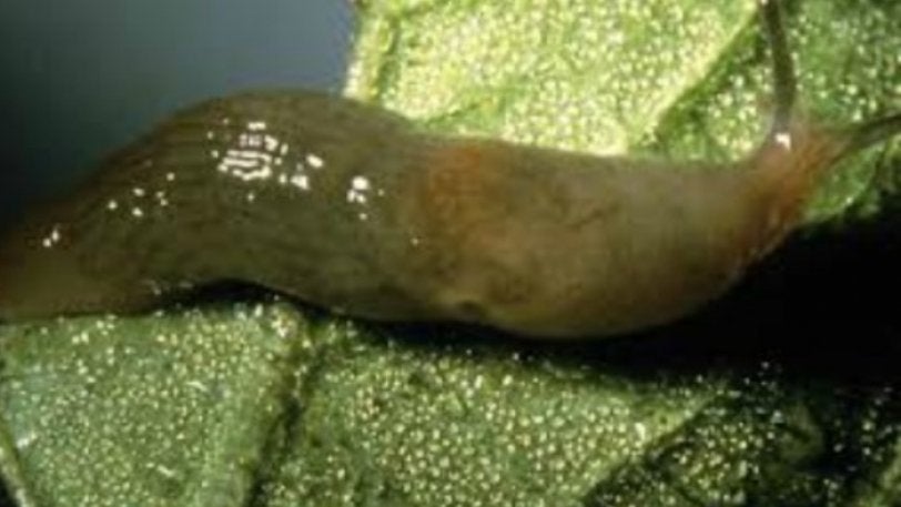 Πως ένας γυμνοσάλιαγκας προκάλεσε την ακύρωση 12.000 δρομολογίων τρένου