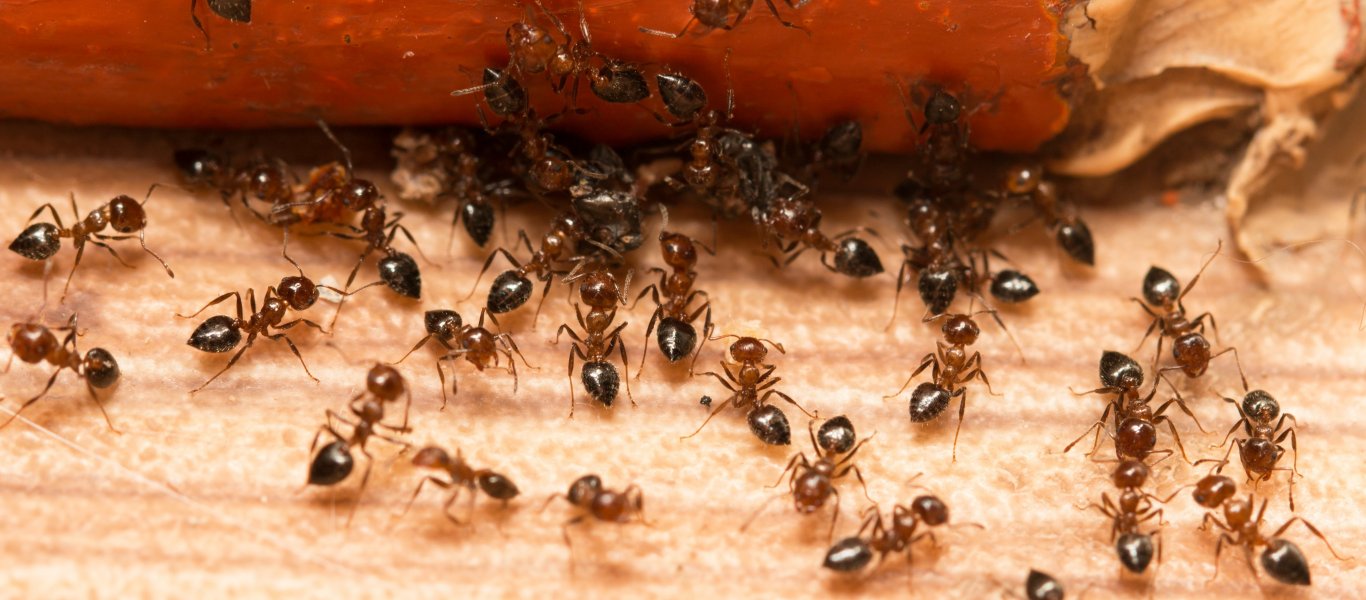 Έξι τρόποι για να απαλλαγείτε από τα μυρμήγκια στο σπίτι