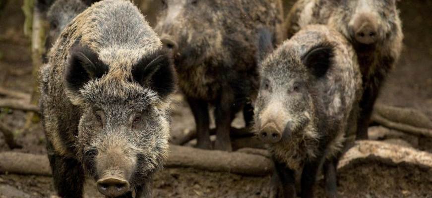 Φθιώτιδα: Αστικό λεωφορείο συγκρούστηκε με αγριογούρουνο και έπαθε ζημιά (φωτο)