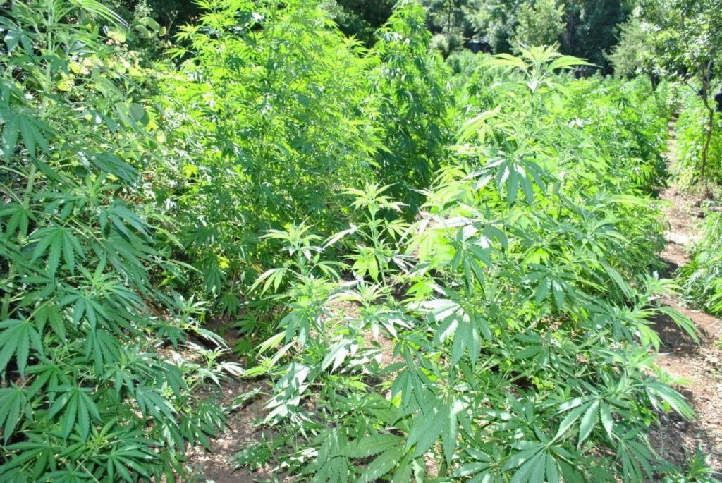Εντοπίστηκε φυτεία με 112 δενδρύλλια κάνναβης στη Μεσσηνία