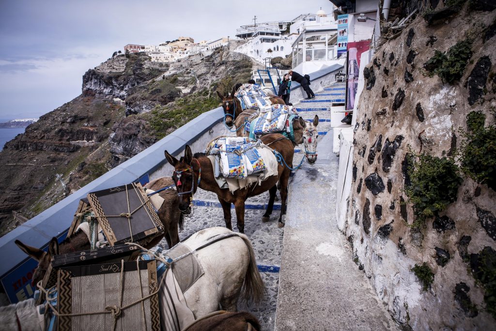 DW: Συναγερμός για τα γαϊδουράκια της Σαντορίνης