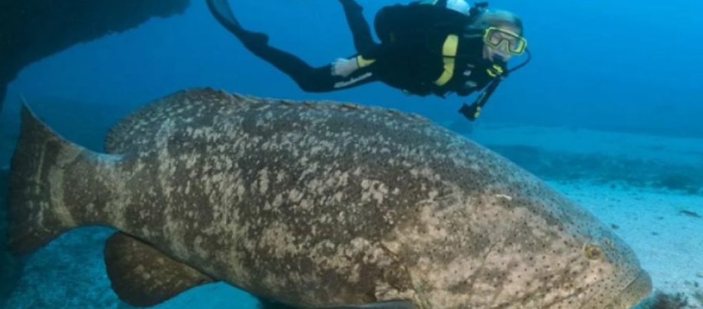 Βίντεο: Όταν ο «κυνηγός» γίνεται «τροφή» – Σφυρίδα καταβροχθίζει καρχαρία