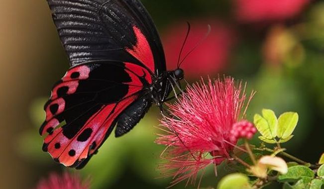 Στη Βουλγαρία οι πεταλούδες ελεύθερες πετούν – Το φεστιβάλ στην άκρη ενός καταρράκτη (βίντεο)