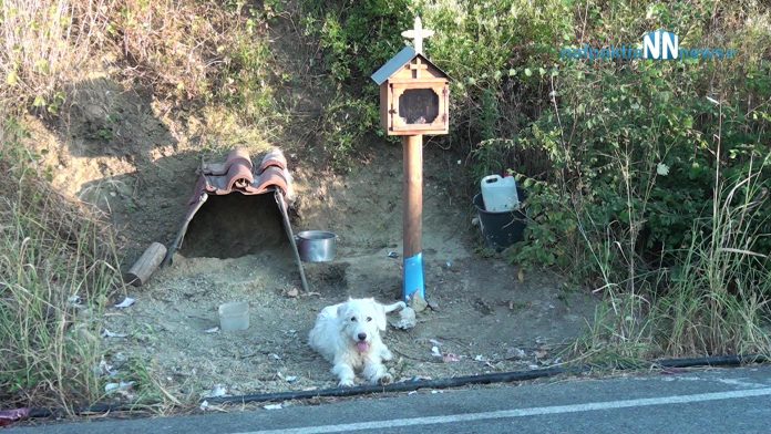 Σκυλάκι στην Ναυπακτία ζει εδώ και 1,5 χρόνο στο σημείο που σκοτώθηκε το αφεντικό του (βίντεο)