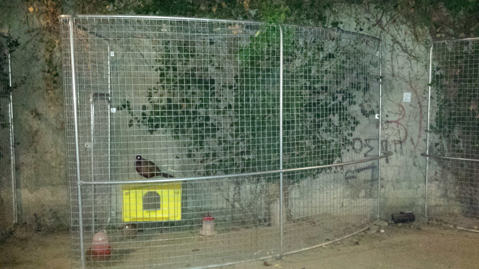 Χανιά: Κρατούσε 48 άγρια πουλιά φυλακισμένα σε κλουβιά – Από διάφορα είδη της άγριας ορνιθοπανίδας