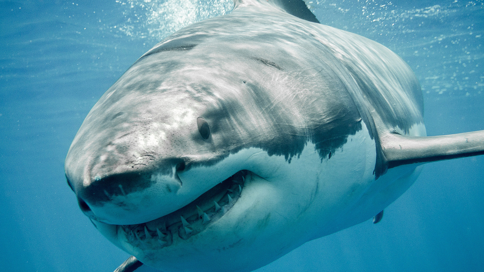 Σοκαριστικό video: Λευκός καρχαρίας κατασπαράζει λευκό καρχαρία (Προσοχή: Σκληρές εικόνες)