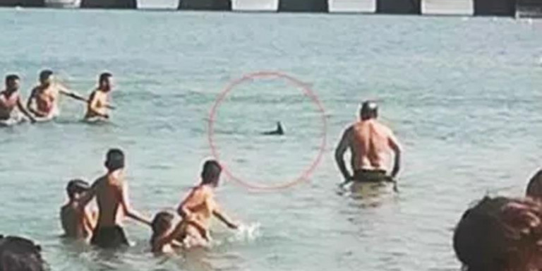 Χαλκίδα: Συνεχίζεται η κατακραυγή για τον θάνατο του ξιφία – Σχηματίστηκε δικογραφία για την υπόθεση (βίντεο)