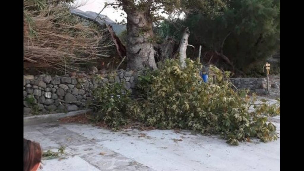 Μυτιλήνη: Ξεριζώθηκε ο πλάτανος «σύμβολο» της προσφυγικής κρίσης