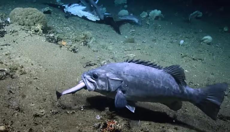 Τεράστιος ροφός καταπίνει ολόκληρο καρχαρία! (βίντεο)