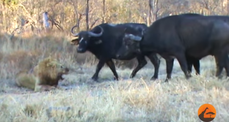 Ο πιο αναπάντεχος σύμμαχος ενός λιονταριού ήταν το…. θήραμα του! (βίντεο)