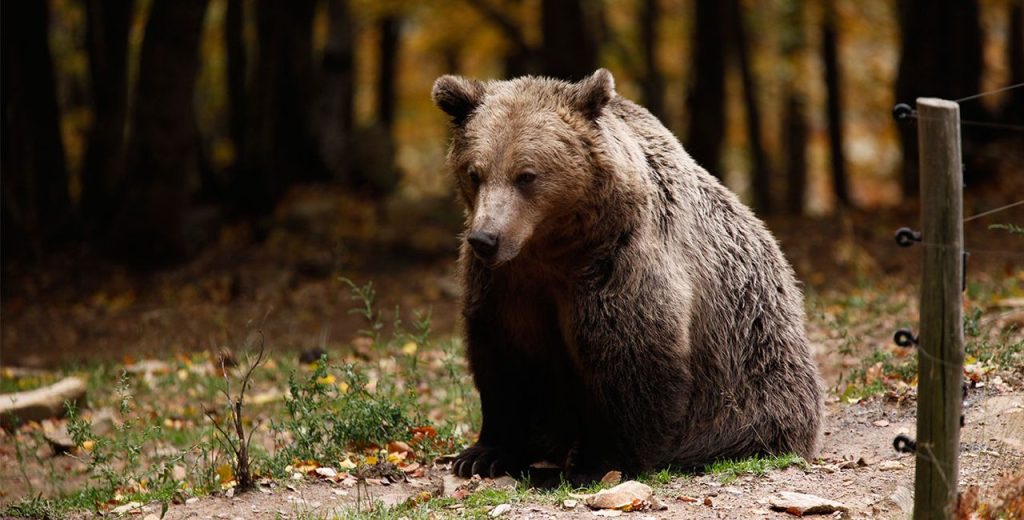 Δείτε τη στιγμή που αρκούδα «εισβάλλει» σε σπίτι και η ένοικος το καταγράφει με το κινητό της (βίντεο)