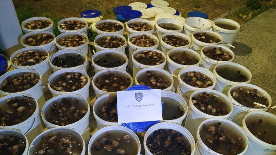 Λαθρεμπόριο με ολοθούρια αποκαλύφθηκε στην Αταλάντη