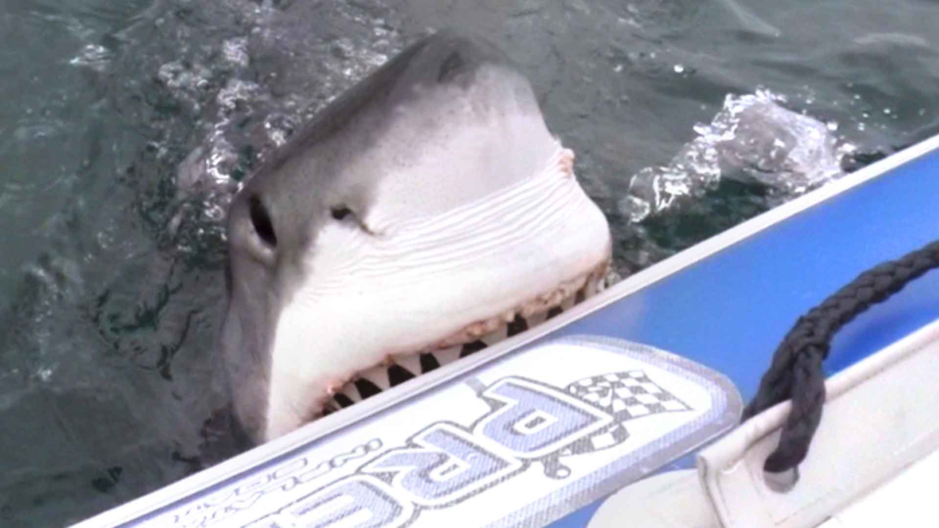 Βίντεο: Χάρηκαν για την ψαριά τους μέχρι που την ζήλεψε ένας μεγάλος λευκός καρχαρίας